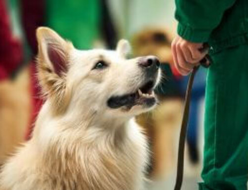 Udvid din karriere som hundetræner