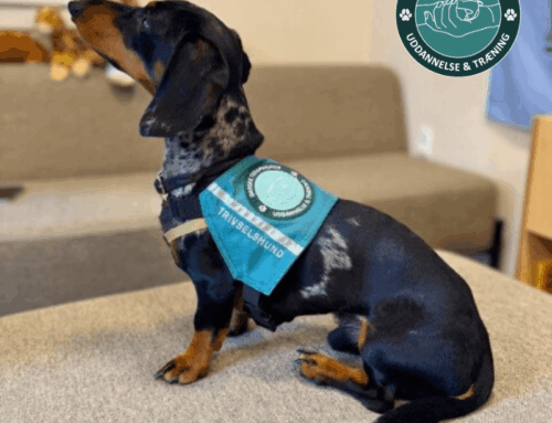 Forskel på terapihund, besøgshund, social støttehund og servicehund