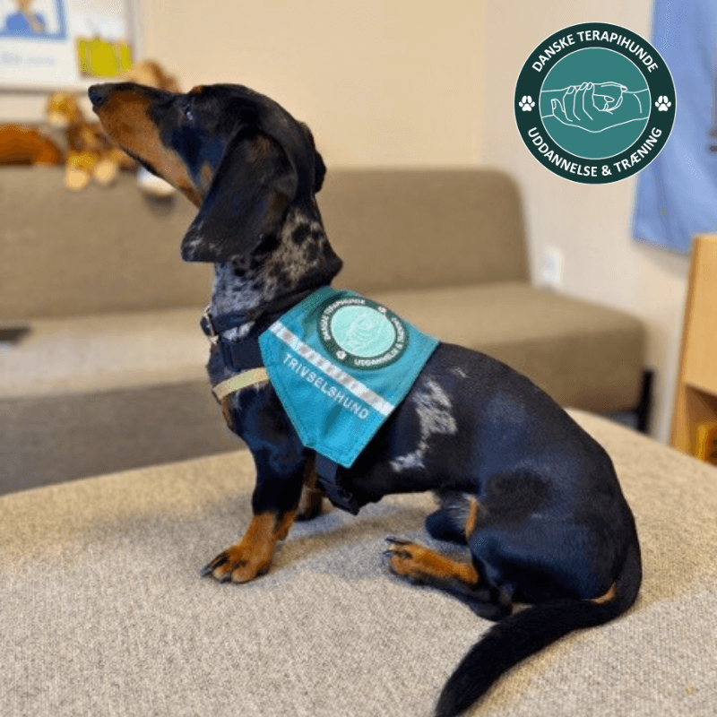 Trivselshund