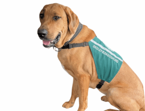 Skolehund eller skolepædagoghund hvad er forskellen og hvorfor er det vigtigt!