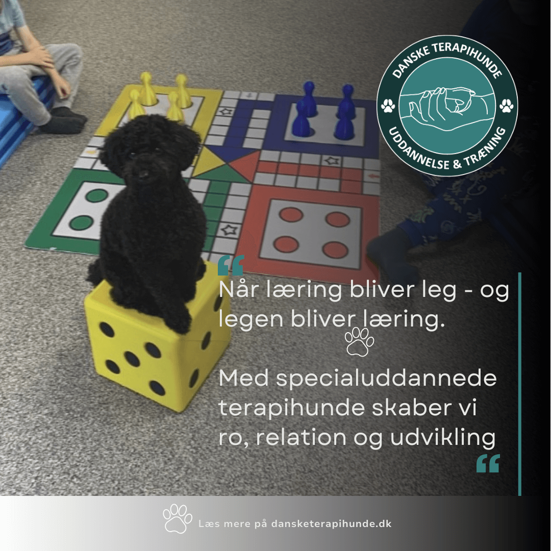 Hvad er en Terapihund Skolehund